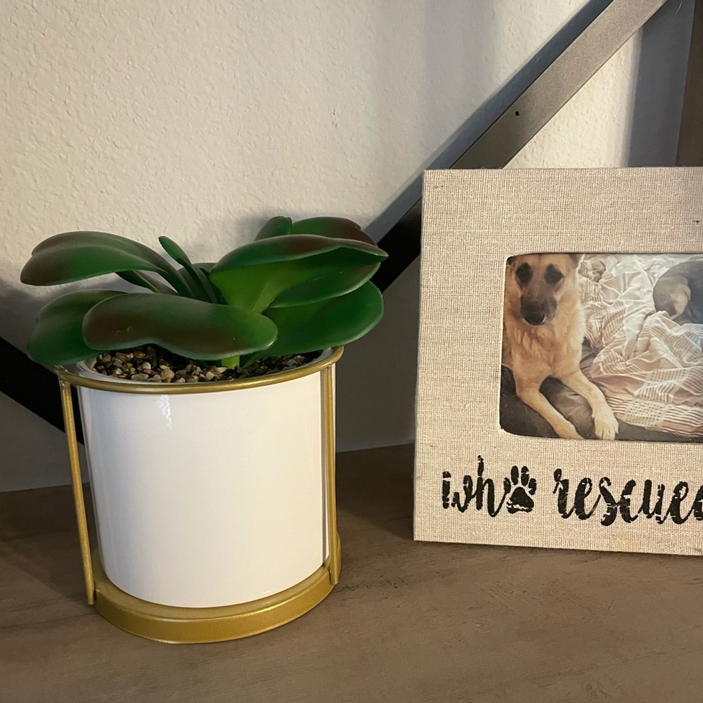 Modern small succulent